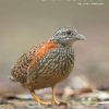 Front cover featuring a Painted Button-quail