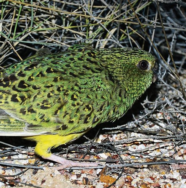 Front cover featuring a Night Parrot
