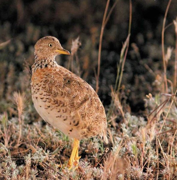 Front cover featuring a Plains-wanderer
