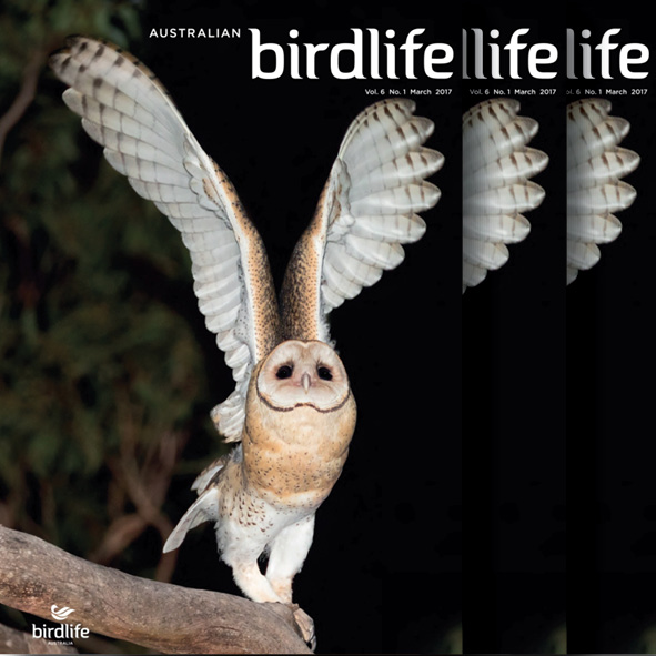 Front cover featuring a juvenile Masked Owl