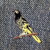 A Regent Honeyeater pin affixed to blue-grey fabric.