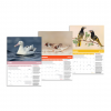 2023 BirdLife Australia Calendar - Three Months Example
