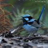 Front cover featuring a male Superb Fairy-wren