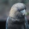 Front cover featuring a Glossy Black-Cockatoo.