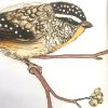 An illustration of a Spotted Pardalote on a branch.