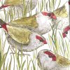 An illustration of Red-browed Finches in grass. One of the finches has a flap as a wing.