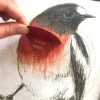 An illustration of a Scarlet Robin displaying interactive flap.