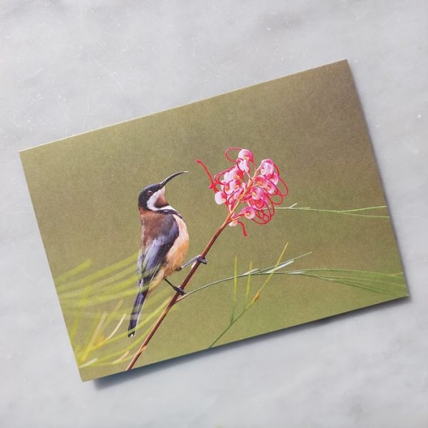 A photo of a card on a light background. The card features an Eastern Spinebill perched next to a Grevillea flower